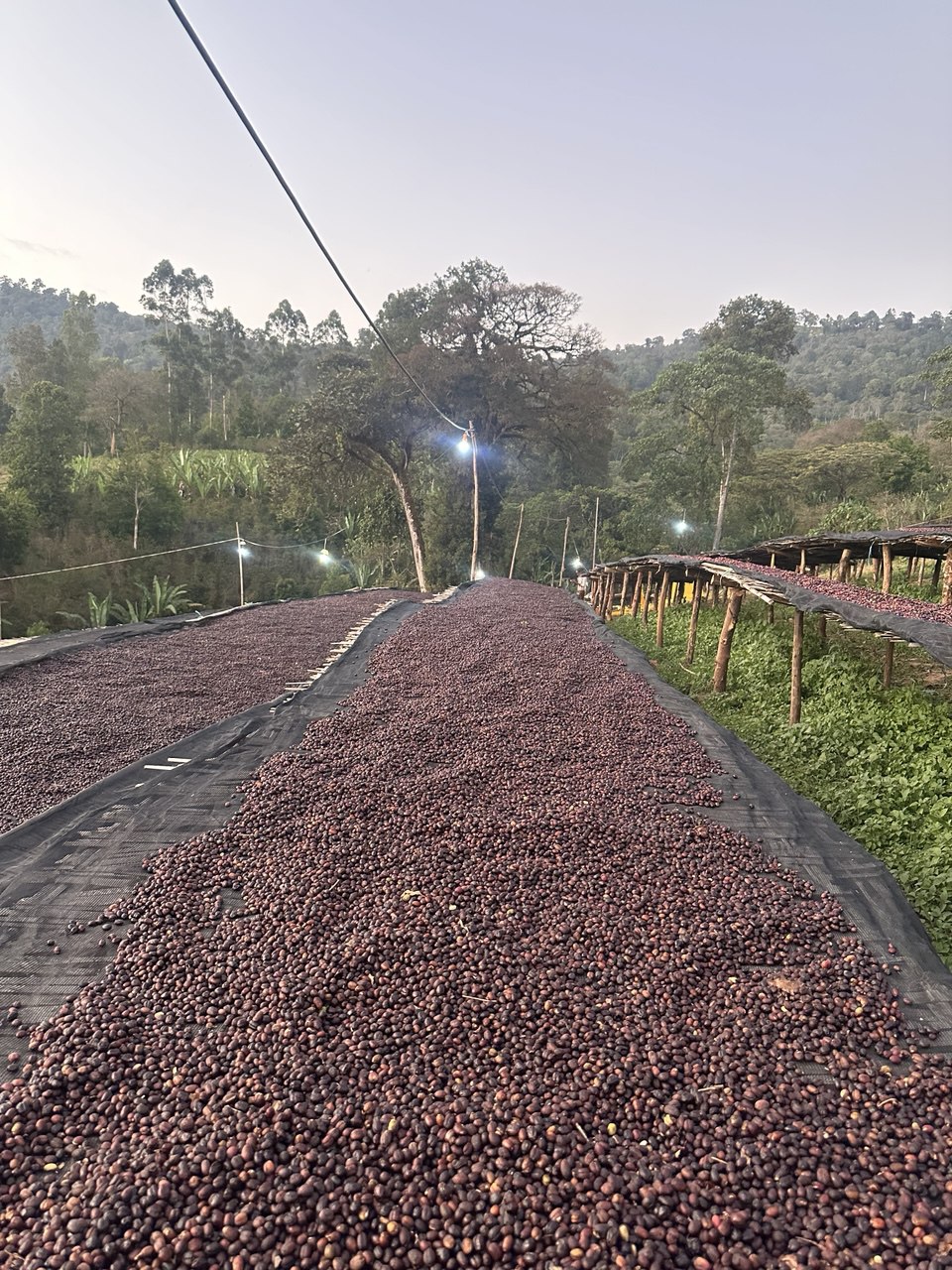 Coffee production site pictures (1)