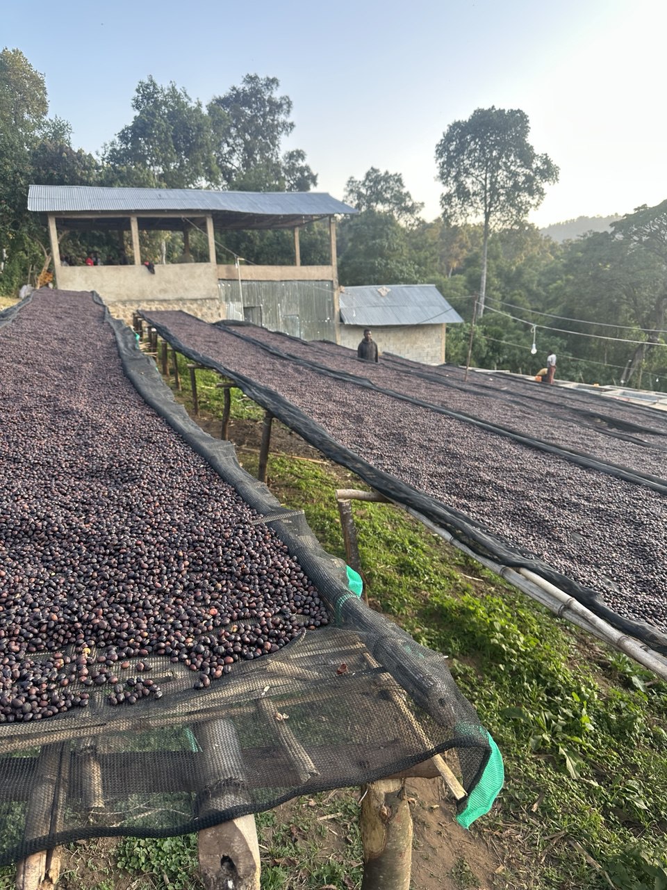 Coffee production site pictures (2)