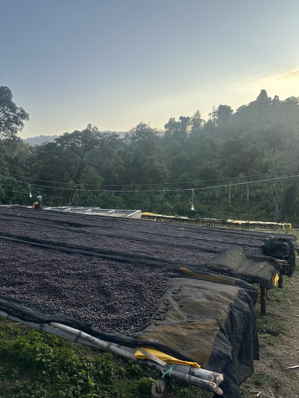 Coffee production site pictures (5)